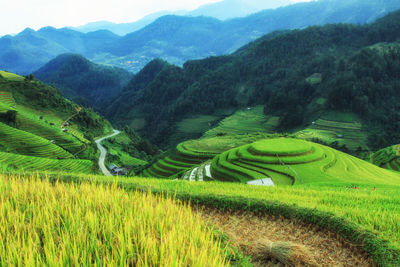 Scenic view of rice field against mountains