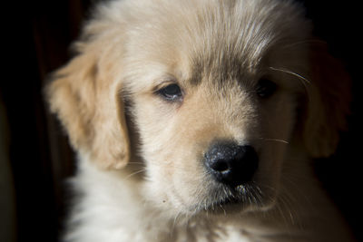 Close-up portrait of dog