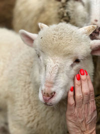 Close-up of person holding hand