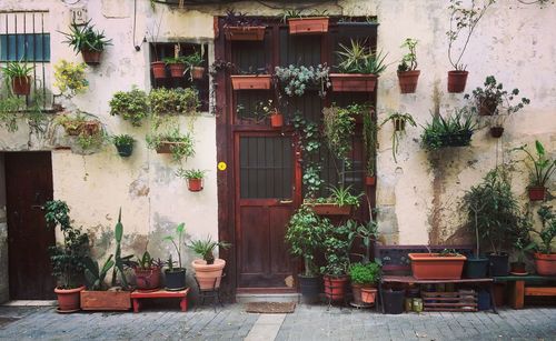 Potted plants on table against building