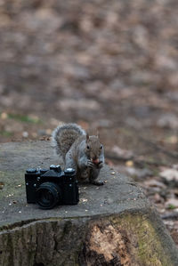 View of an animal on camera