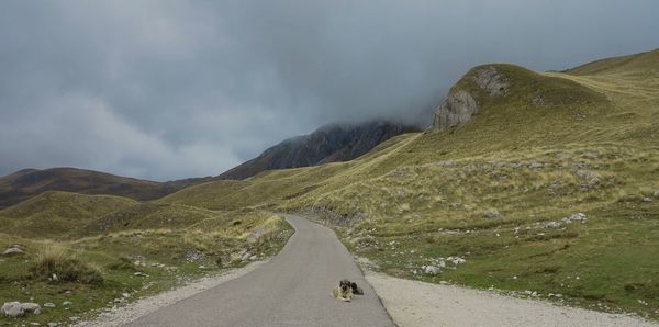 Dog on road by mountain against sky