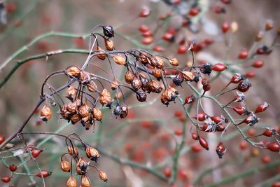 Close-up of berries growing on tree