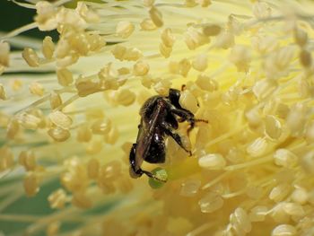 Close-up of stingless bee on flower