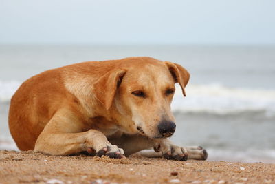 Dog lying on the beach