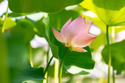 Tropical aquatic plant - close up of pink lotus water lily blooming in greenhouse. 