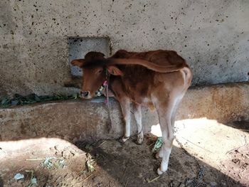 Cow standing against wall