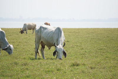 Horses grazing in a field