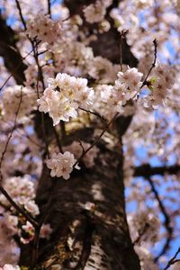 Close-up of cherry blossoms in spring