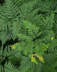 Full frame shot of green leaves