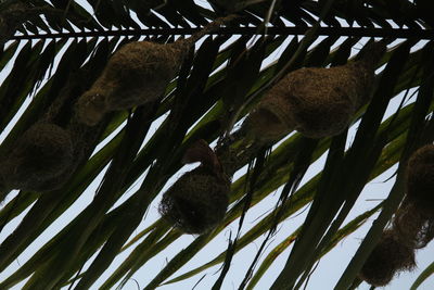 Low angle view of plants against sky