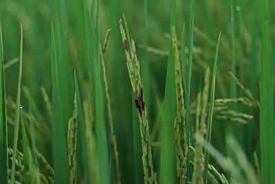 Close-up of crop growing on field