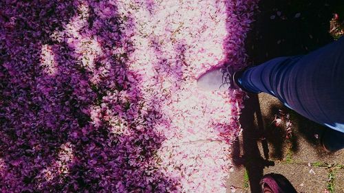 Low section of woman on pink flowers