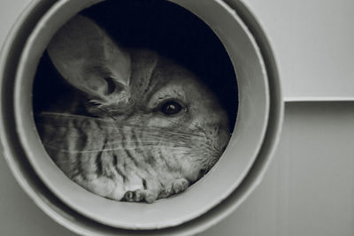 Close-up portrait of a cat