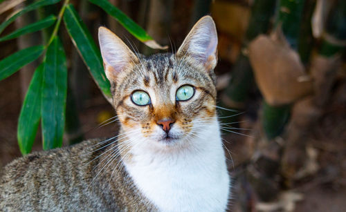 Close-up portrait of a cat