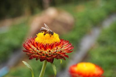 Close-up of insect on flower