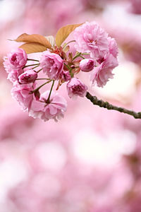 Close-up of pink cherry blossoms