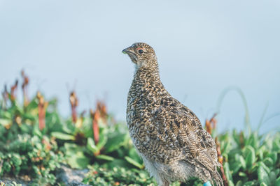 Close-up of a bird