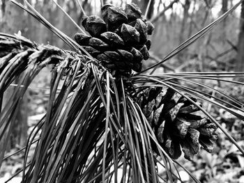 Close-up of fresh leaves