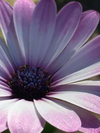Close-up of pink flower
