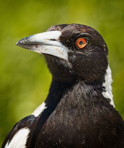 Close-up of a bird