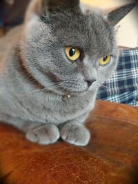 Close-up portrait of a cat looking away