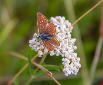 Close-up of butterfly pollinating on flower