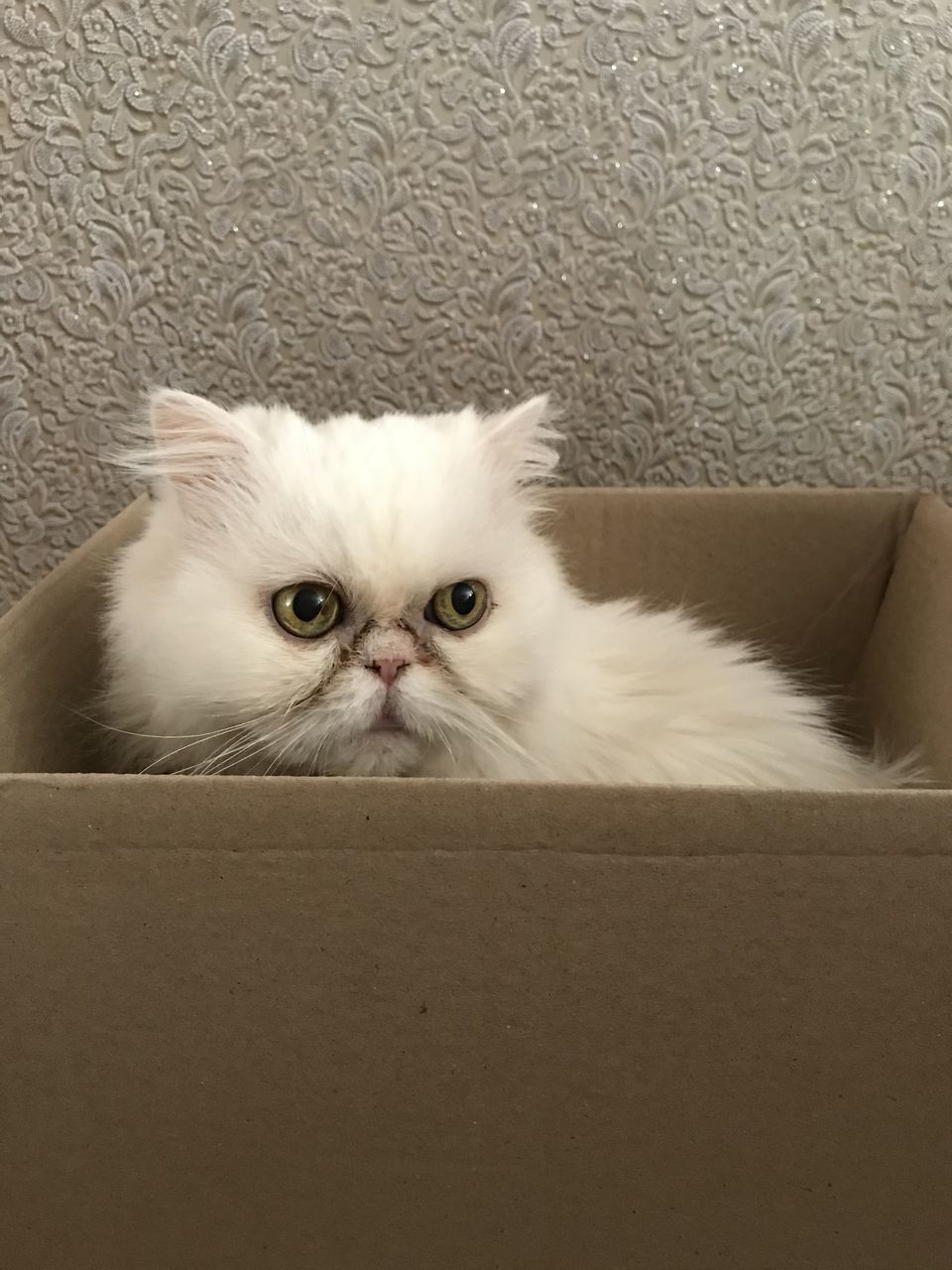 PORTRAIT OF WHITE CAT ON SOFA AT HOME