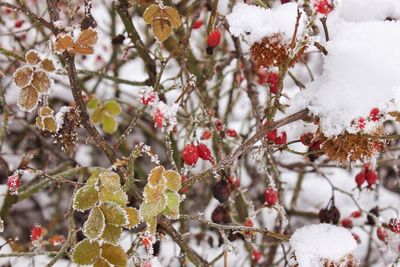 Close-up of snow on tree during winter