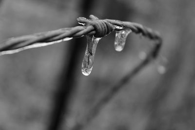 Close-up of frozen water drop
