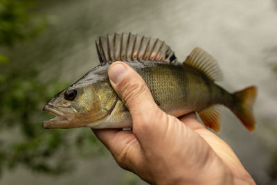 Close-up of hand holding fish