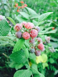 Close-up of berries growing on tree