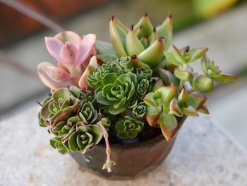 Close-up of succulent plant on table