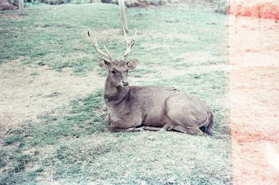 Deer relaxing on field