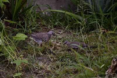 High angle view of birds on land