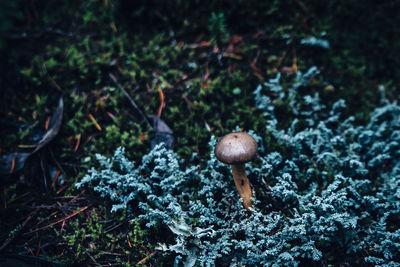 High angle view of mushroom amidst plants