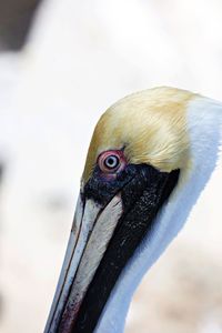 Close-up of a bird