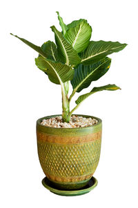 Close-up of small plant in pot against white background