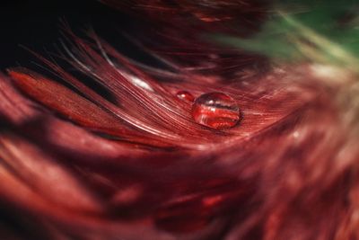 Detail shot of red rose