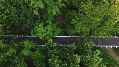 Plants and trees in forest