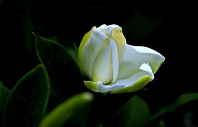 Close-up of white rose against black background