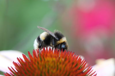 Close-up of bumblebee pollinating on flower