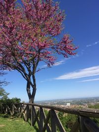 Low angle view of flowering tree against sky