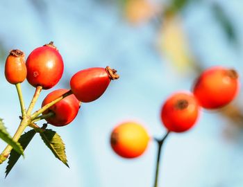 Low angle view of fruits on tree