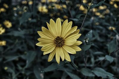 Close-up of daisy flower