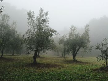 Trees on field against sky