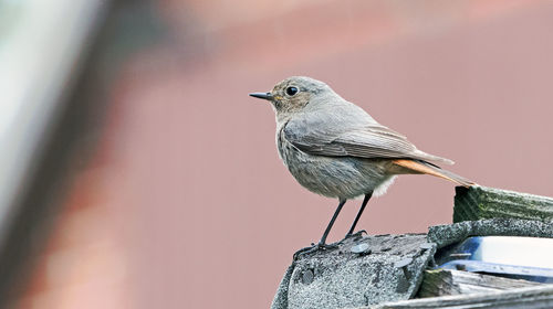 Close-up of bird perching on wood