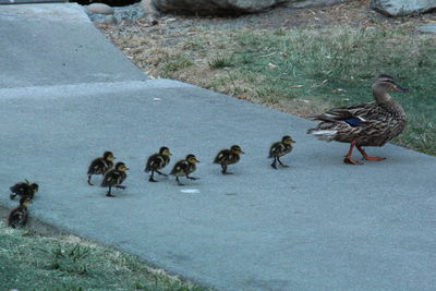 Mallard duck with ducklings walking on pathway