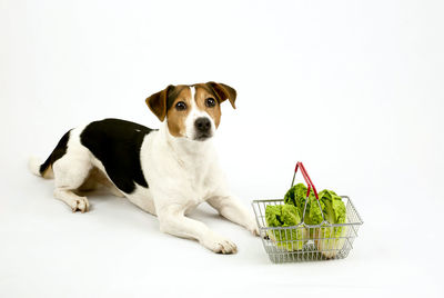 Low angle view of puppy on basket against white background