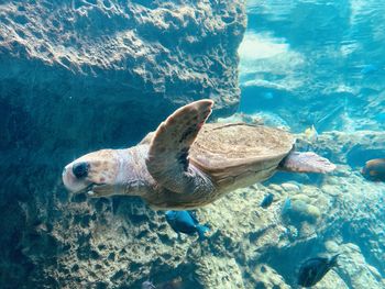 Turtle swimming in water